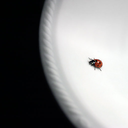 La salita (Coccinella septempunctata L.)